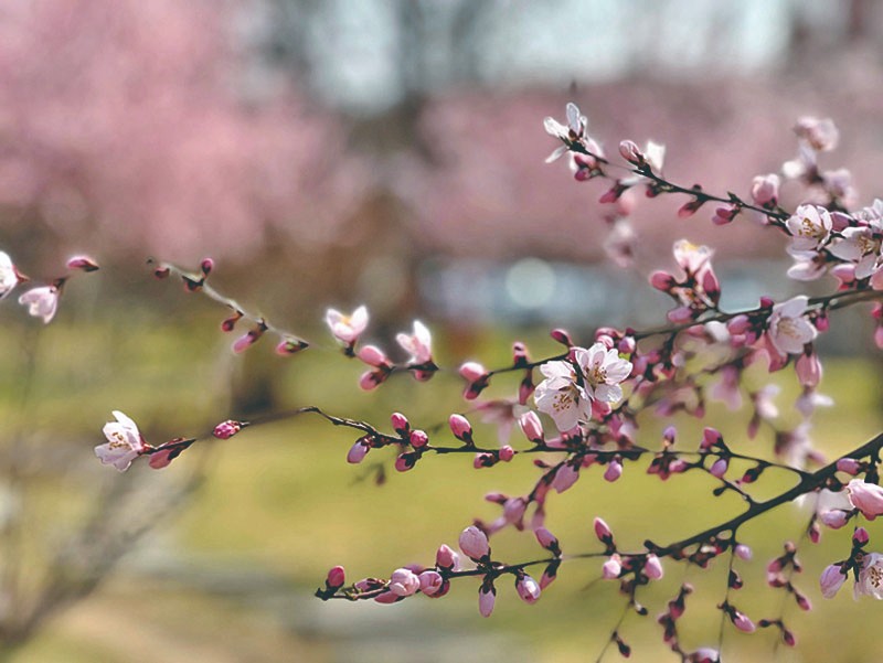 1712892451544784.jpg 4-10.jpg