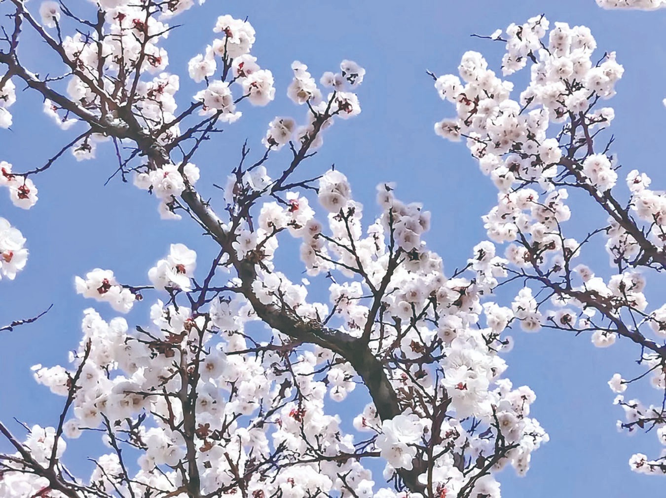 1712894056204552.jpg 4-1.jpg